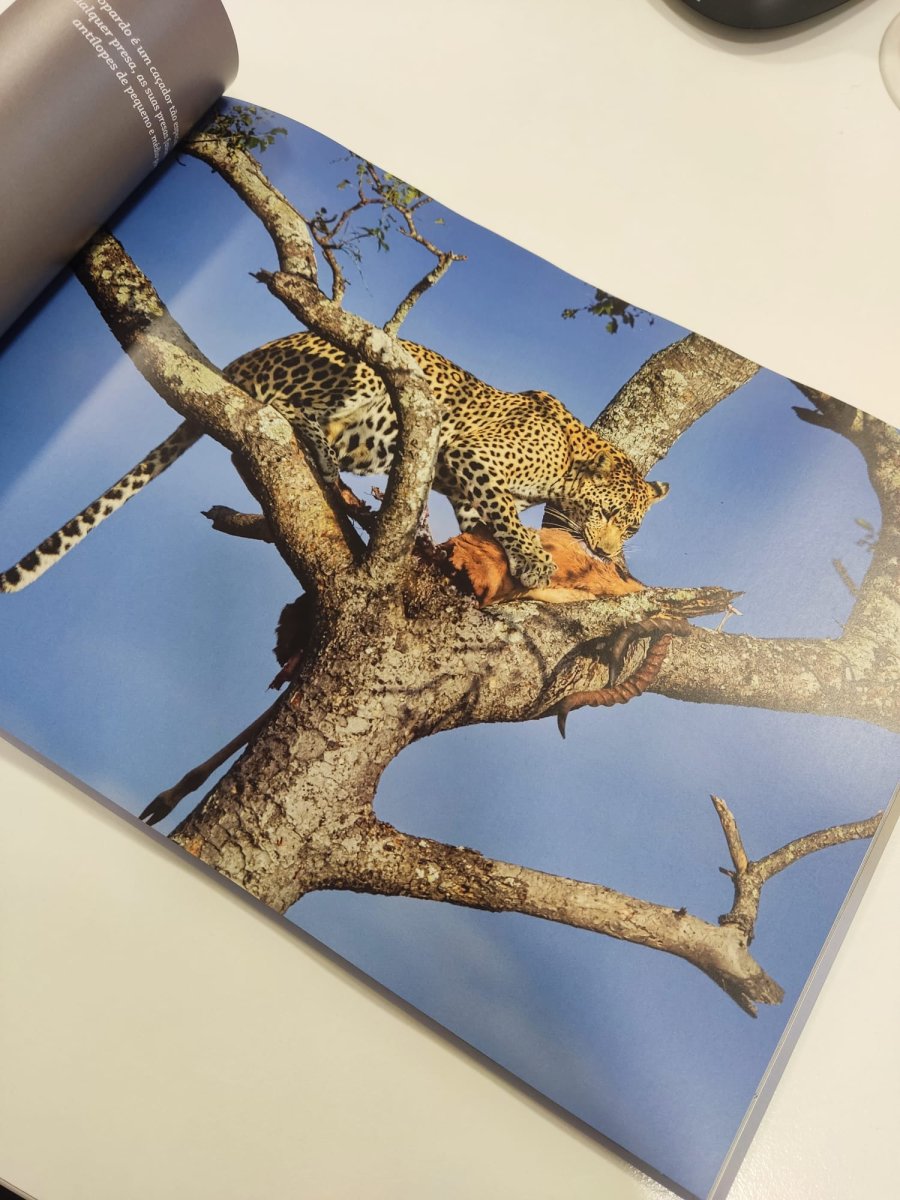 Os Grandes Felinos de África - Image 6